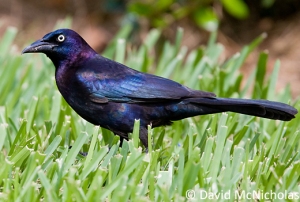 grackle purple grackle in grass